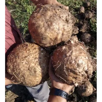Organic Elephant Yam